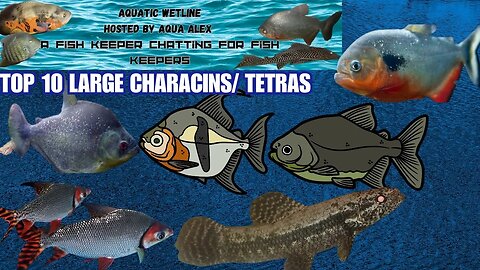 Aquatic Wetline W/ Aqua Alex: Top 10 Large Growing Tetras