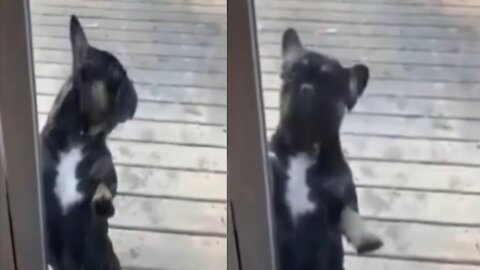 Dog Dancing To Enter THE House