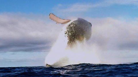 Humpback whale performs incredible leaping breach very close to swimmers