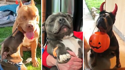 Pitbulls being healthy EP 4 Funny and Cute Pitbull Compilation