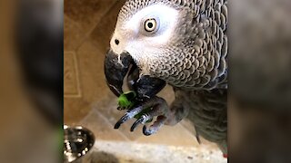 Powerful parrot beak delicately eats a tasty salad