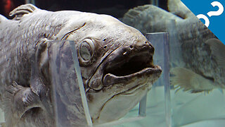 What the Stuff?!: 5 Bizarre Facts About the Coelacanth