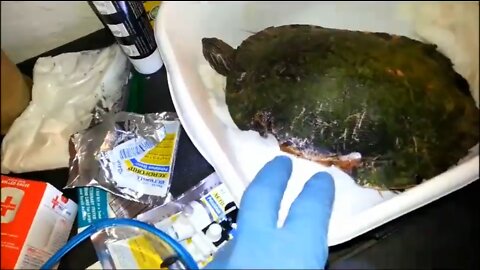 Turtle Severely Mauled by Dog - Shell Repair Rehabilitation Process