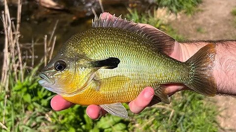 Spring Fishing For Redbreast Sunfish and Largemouth Bass