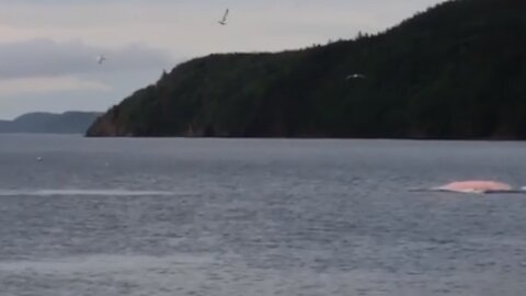 Rare pink whale spotted off Newfoundland, Canada coast
