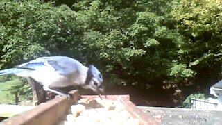 Blue Jay finding the best peanut