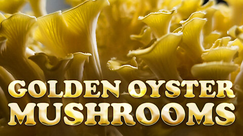 Golden Oyster Mushrooms Growing with Timelapse