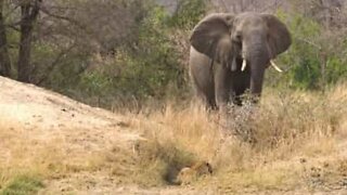 Elefante herói afugenta leopardo para salvar uma impala