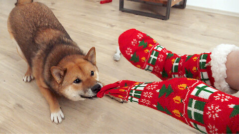 Shiba Inu determined to rip off owner's Christmas socks