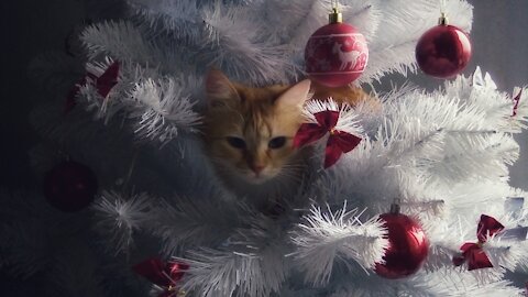 Cats as the main decoration of the Christmas tree