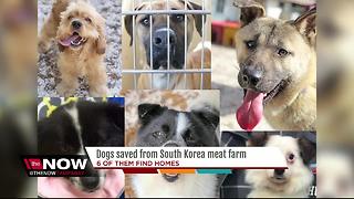 Six dogs rescued from meat farm up for adoption
