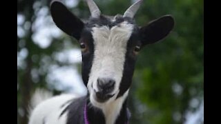 Cabra é perseguida na autoestrada em Inglaterra