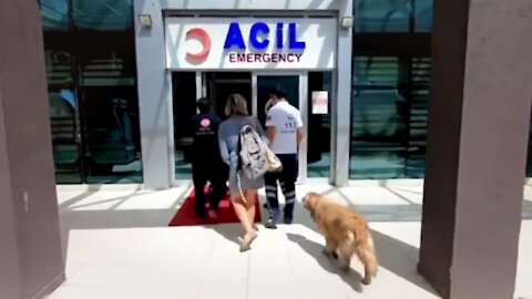 Loyal Dog Follows Sick Owner’s Ambulance All The Way to Hospital, Video Will Make You Emotional
