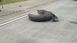 Massive alligator completely stops traffic on Georgia highway