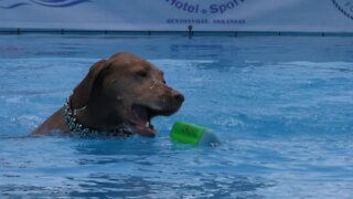 CoolWag Diving Dogs - 2021 Rocket Launch Off The Dock Splash #2