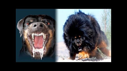 THE Most DANGEROUS DOGS In The World