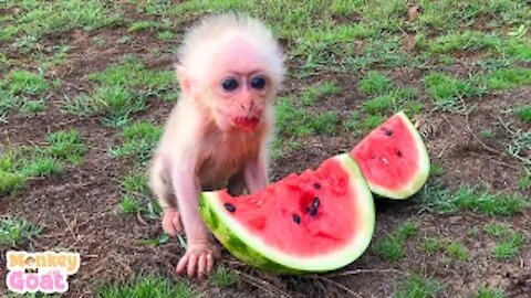 Reaction of baby monkey and goat seeing watermelon