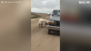 Orso polare incuriosito dal proprio riflesso su un furgone