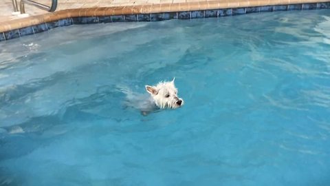 Eager dog desperately wants to jump in pool