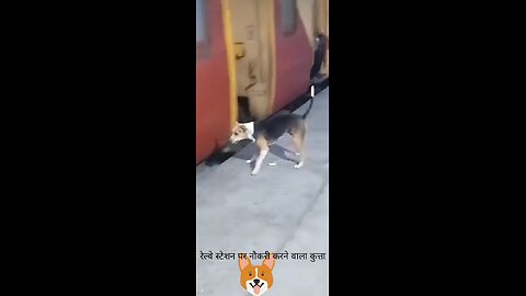 Dog working at railway station😱🐶#shorts