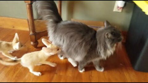 Fennec Kits Chasing a Cat