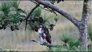 Red Tailed Hawk Hunting By The Marsh 🌲 11/28/22 17:17