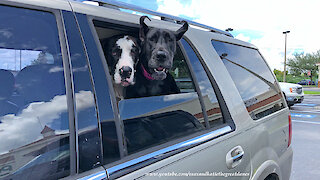 Happy Great Danes Enjoy a Car Ride to the Grocery Store