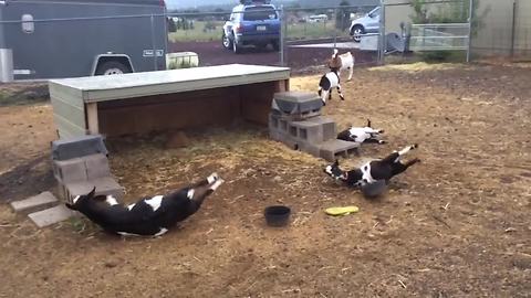 Goats Faint At The Sight Of Opening Umbrella