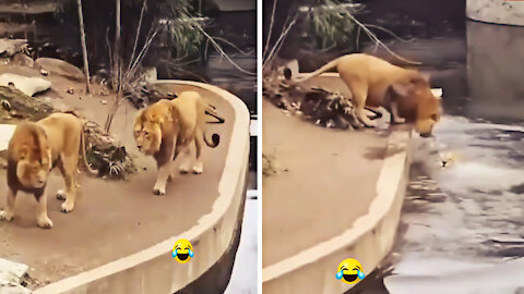 Lion Falls in water, other one tries to help him 😂