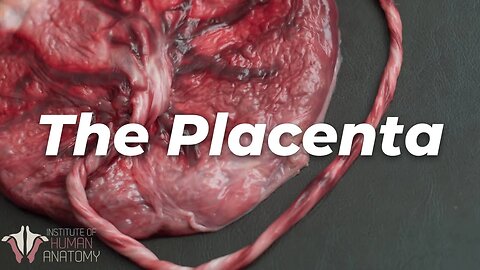 Let’s Look at a Real Placenta