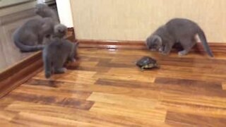 Gattini giocano con una nuova amica: una tartaruga!