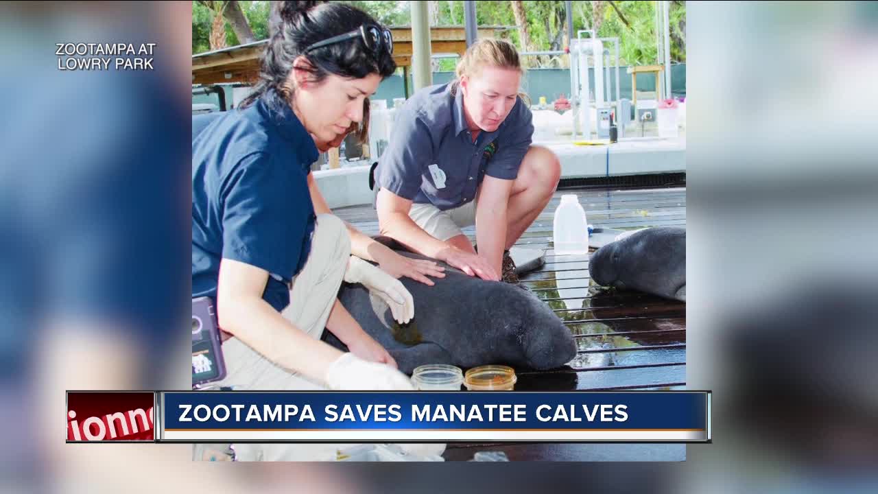 Zoo Tampa at Lowry Park receives two orphaned manatees to monitor, care for