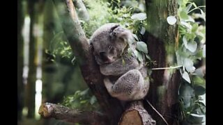 Räddad koala har blivit helt återställd