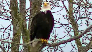 IECV NV #89 - 🦅 American Bald Eagle Full Version 1 Hour 26 Mins 3-26-2015