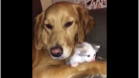 Golden Retriever absolutely loves newborn kitten addition