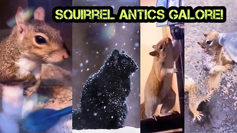 The Wonderful World of Squirrels 🐿️