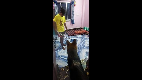 germanshepherd training