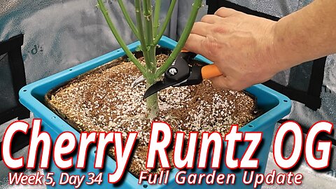 Cherry Runtz OG & Mushrooms: Spider Farmer SE7000 Flower Room Update