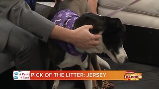 PICK OF THE LITTER: Jersey