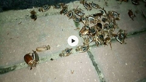 Many many european chafers (June bugs) ..