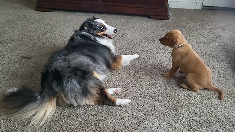 This Australian shepherd has a tail, and puppy doesn't think its right.