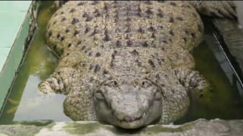 Perheellä on lemmikkinään 200-kiloinen krokotiili