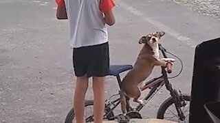 Dog sits on bike waiting for owner