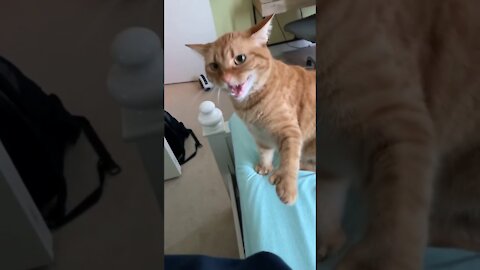 Hissing Back To a Cat Funny Reaction