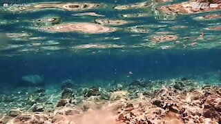 Un'immersione con migliaia di meduse