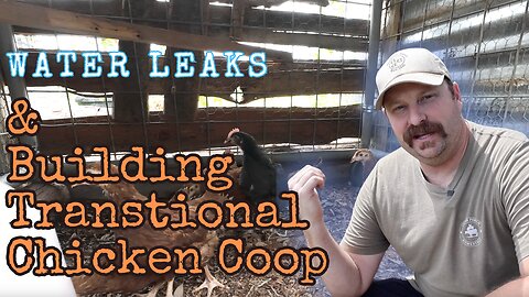 AC Woes to Cozy Coops: Handling Water Leaks and Transitioning Laying Hens