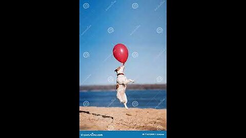 Happy Dog Playing with a Balloon in the Streets of Italy.