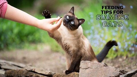 🐱‍👤 "Master the Art of Feeding: Ultimate Guide for Siamese Cats | 2023 Tips & Tricks 🍲
