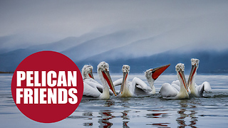 British photographer spends two weeks befriending huge 'Dalmatian Pelicans'