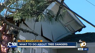 What to do about tree dangers